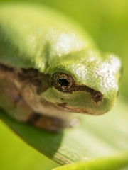 Hyla japonica