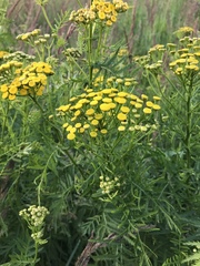Tanacetum vulgare