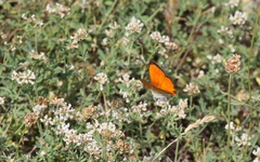 Lycaena ottomanus