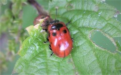 Gonioctena viminalis