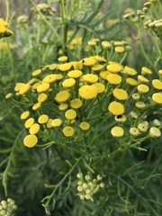 Tanacetum vulgare