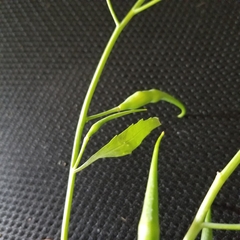 Raphanus sativus raphanistroides