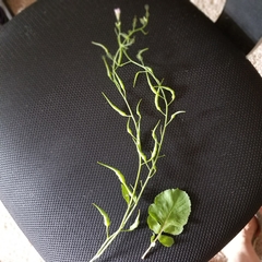 Raphanus sativus raphanistroides