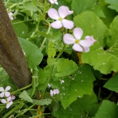 Raphanus sativus raphanistroides