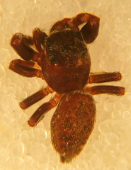 Pelegrina aeneola