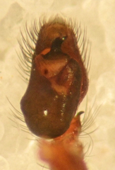 Pelegrina aeneola