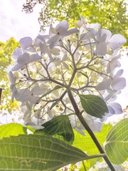 Hydrangea