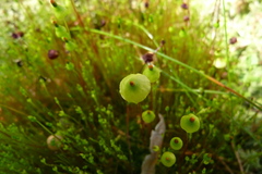 Splachnum luteum