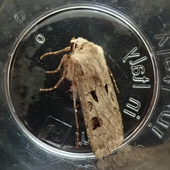Agrotis exclamationis