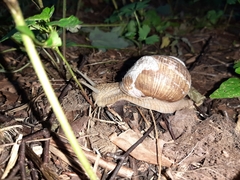 Helix pomatia