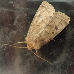 Hoplodrina octogenaria