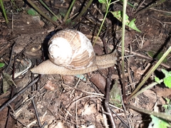 Helix pomatia