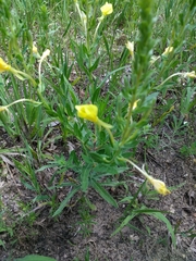 Oenothera clelandii