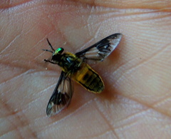 Chrysops viduatus