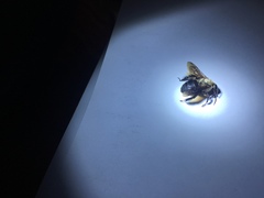Ptilothrix bombiformis