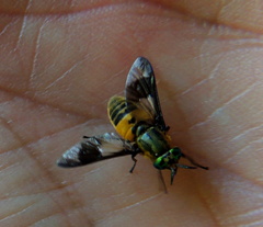 Chrysops viduatus