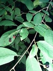 Prunus padus