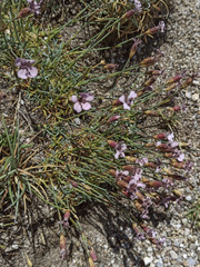 Dianthus pungens brachyanthus