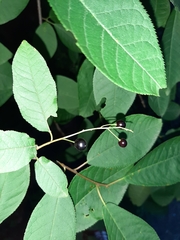 Prunus padus