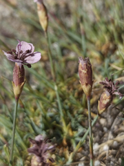 Dianthus pungens brachyanthus