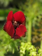 Adonis flammea
