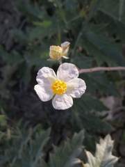 Helianthemum asperum