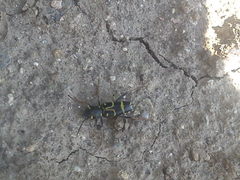 Xylotrechus antilope
