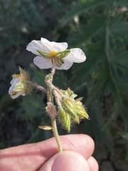 Helianthemum asperum