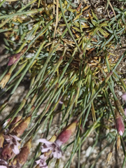 Dianthus pungens brachyanthus