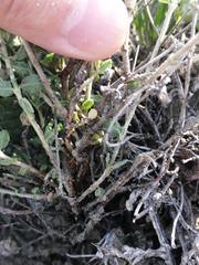 Helianthemum asperum