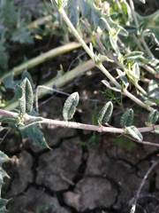 Helianthemum asperum