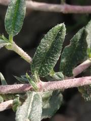 Helianthemum asperum