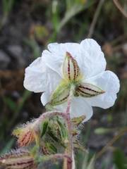 Helianthemum asperum