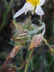 Helianthemum asperum