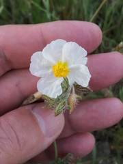 Helianthemum asperum