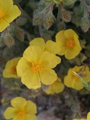 Helianthemum asperum