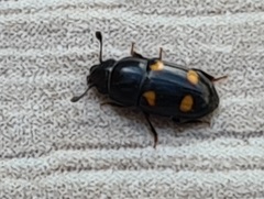 Glischrochilus hortensis