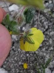 Helianthemum hirtum