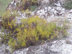 Artemisia salsoloides