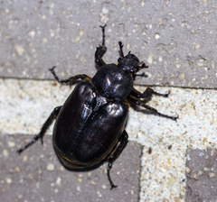 Osmoderma eremicola