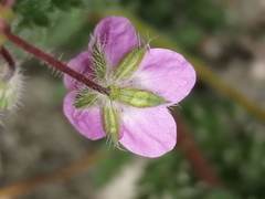 Erodium cicutarium