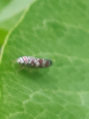 Agrosoma