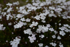 Heliosperma alpestre
