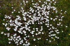 Heliosperma alpestre