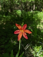 Iris domestica