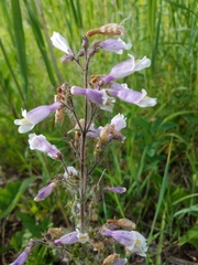 Penstemon hirsutus