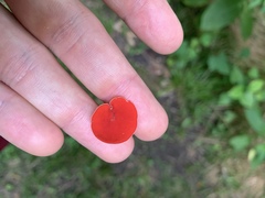 Sarcoscypha occidentalis