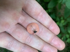 Sarcoscypha occidentalis