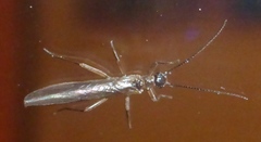 Leuctridae