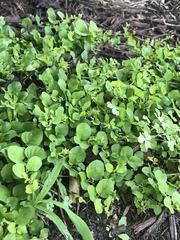 Lysimachia nummularia